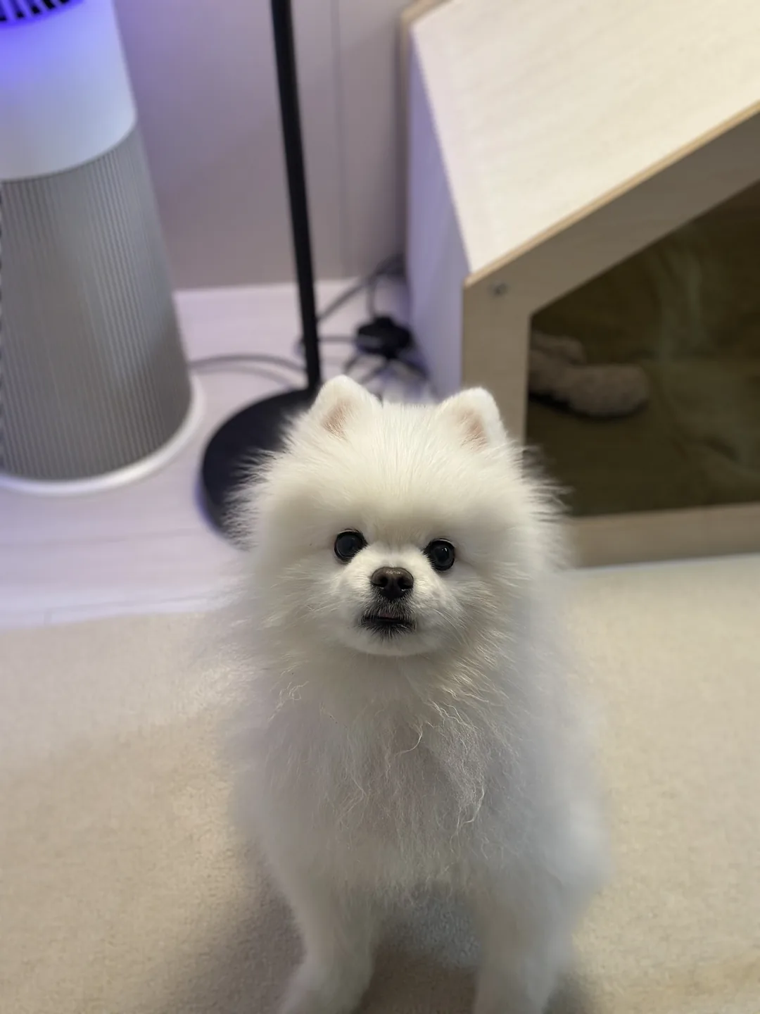 붕붕