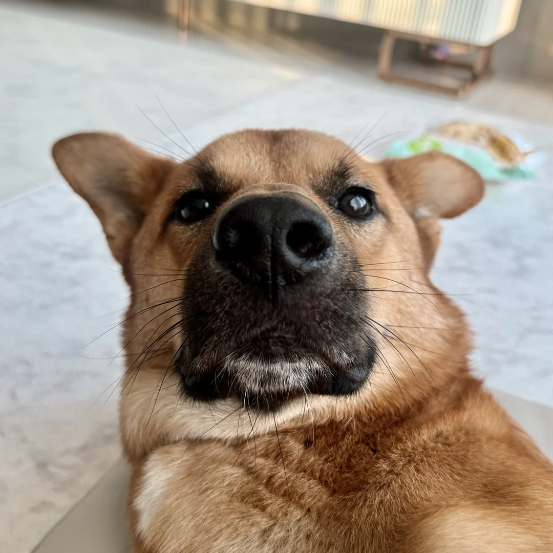 강이