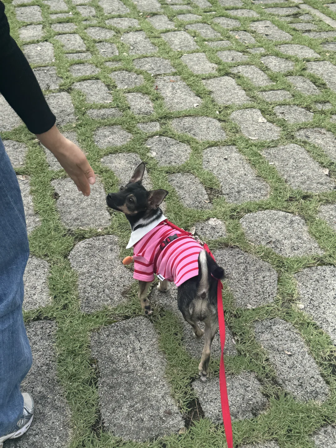 곰이