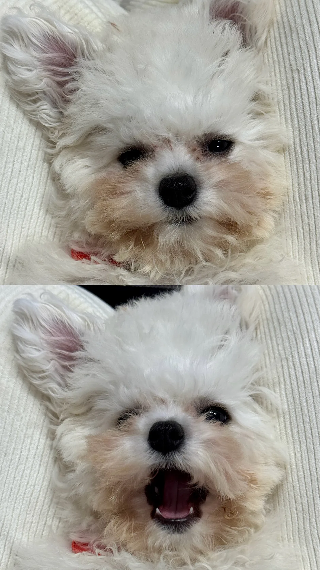 문어