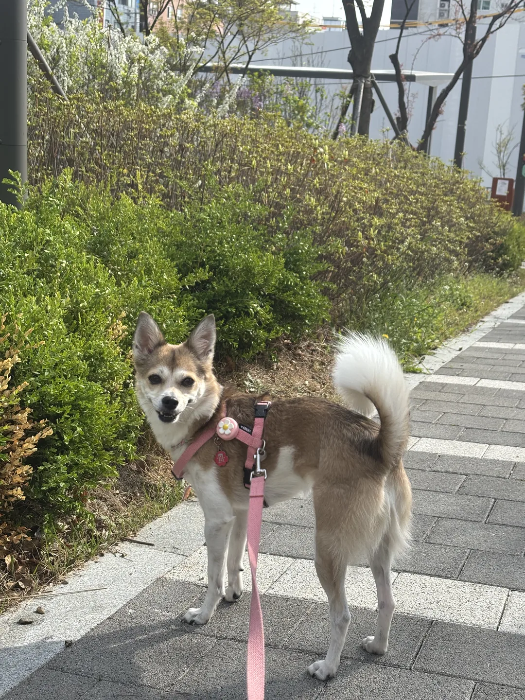 배앵두