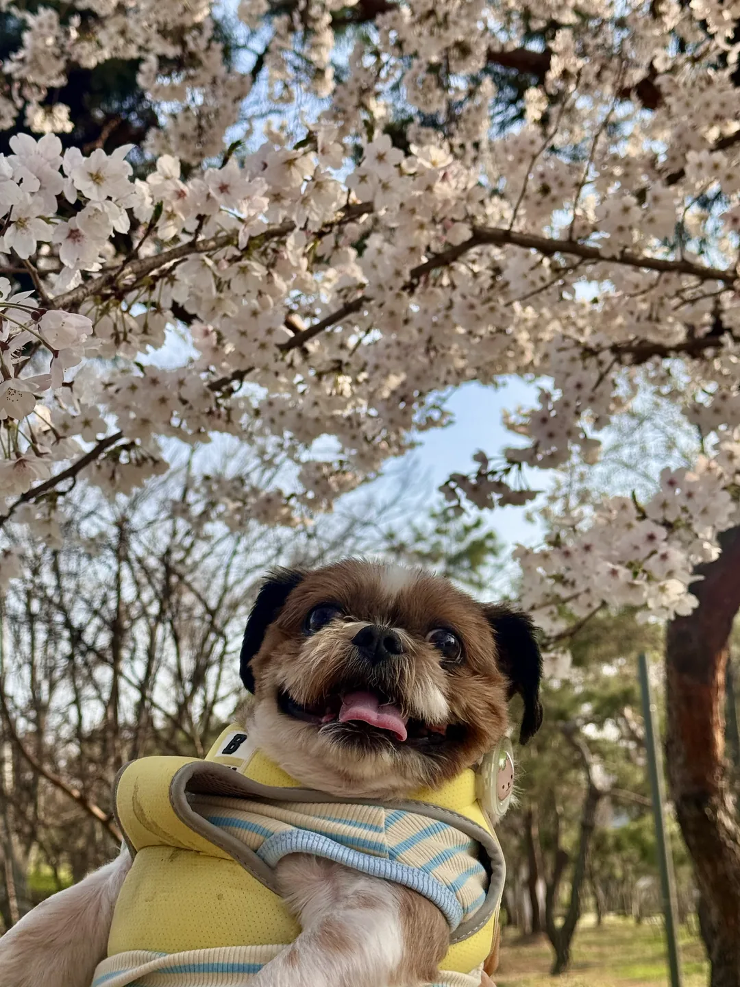 땅콩