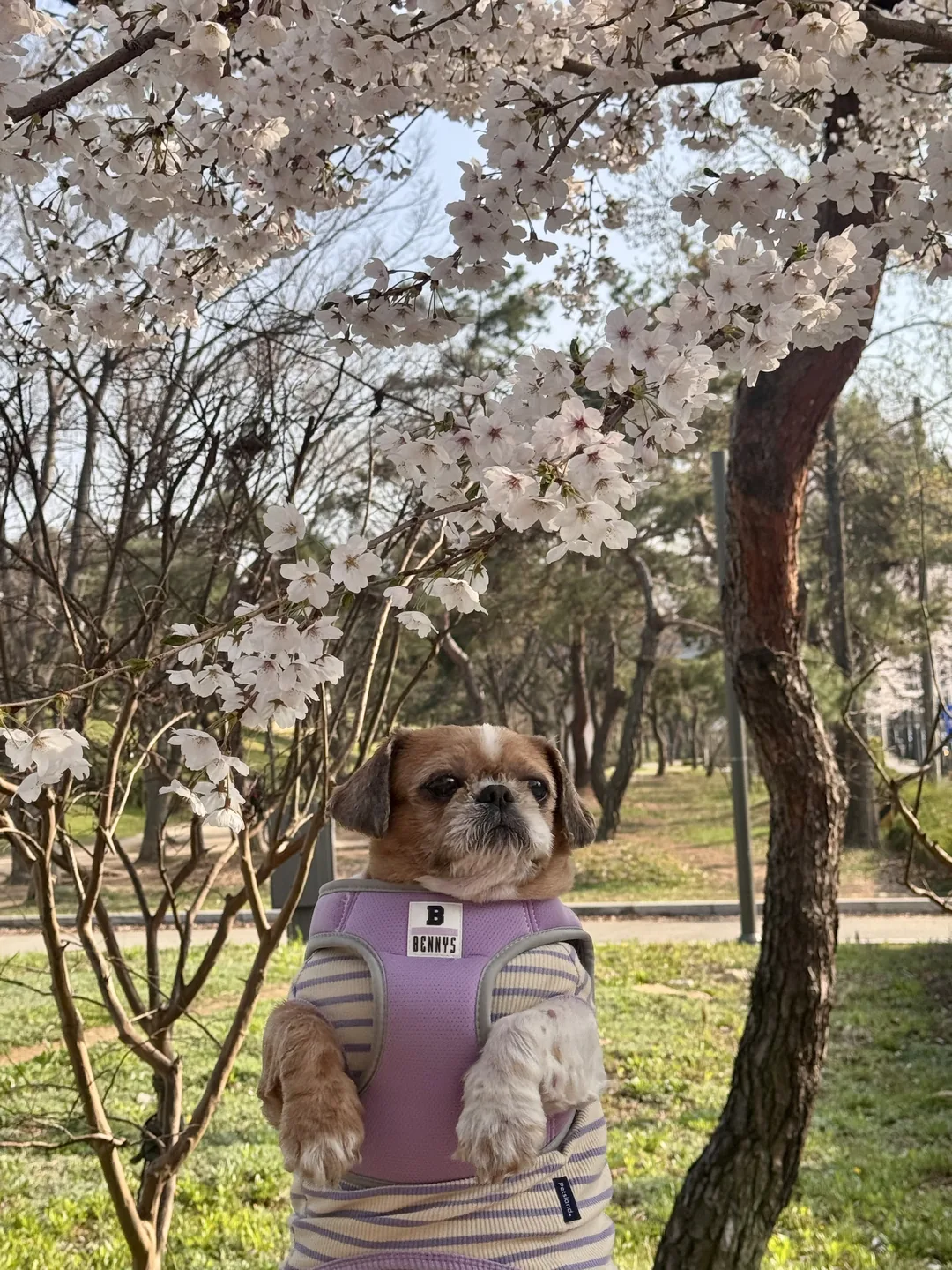 초코
