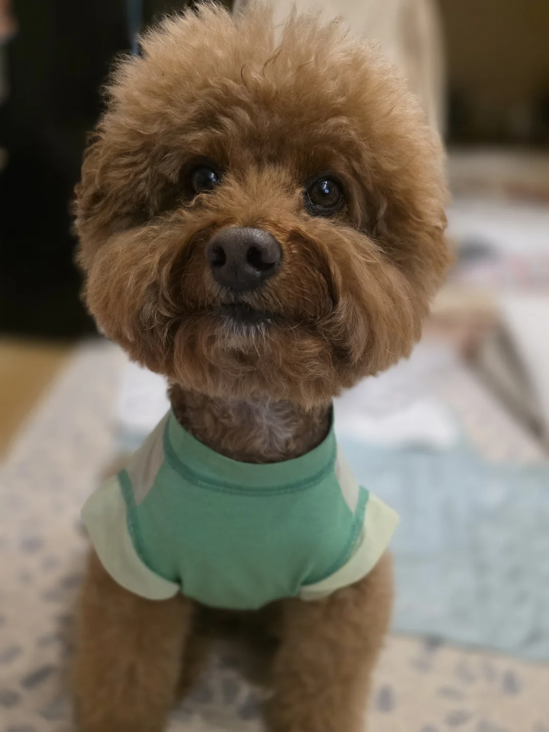 모찌