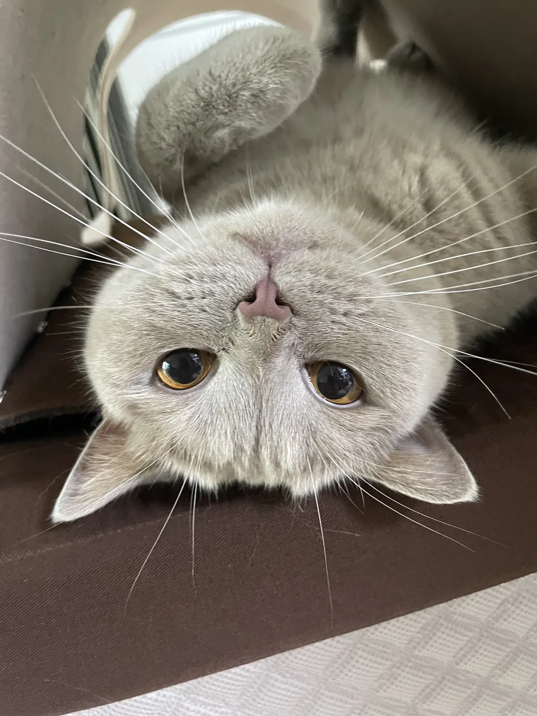 아홍