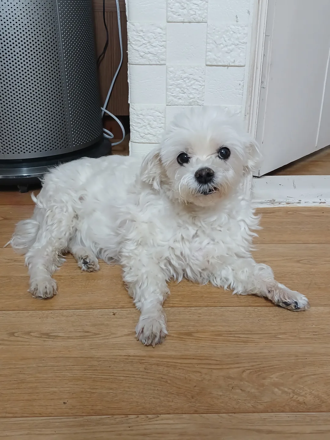 코코