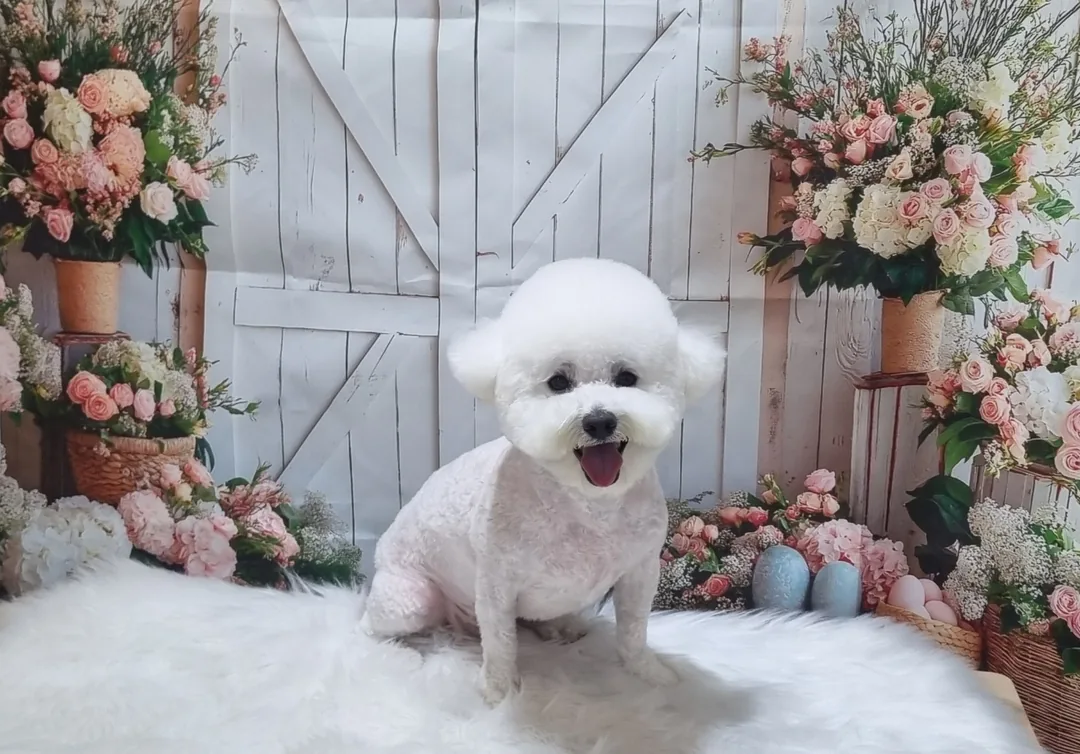 빵야