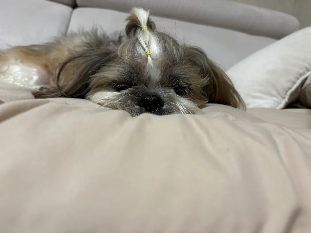 아롱