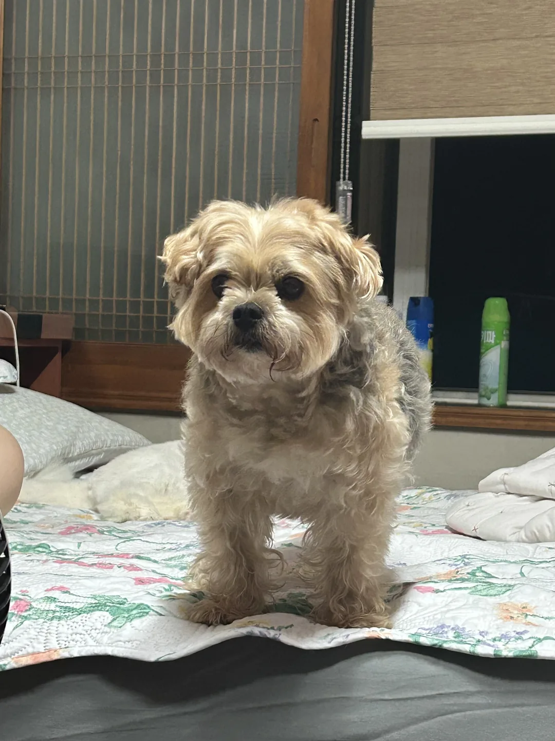 고금돌