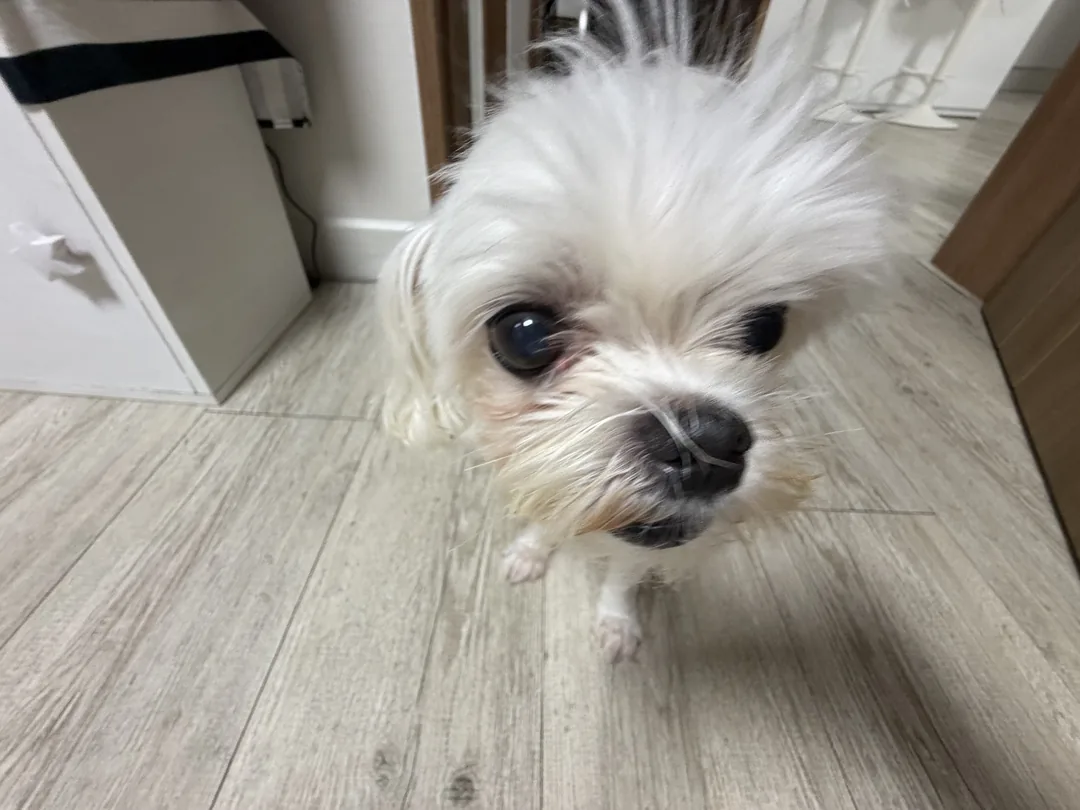 자두 후기 사진 1