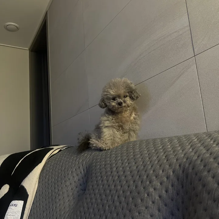 윙꾸
