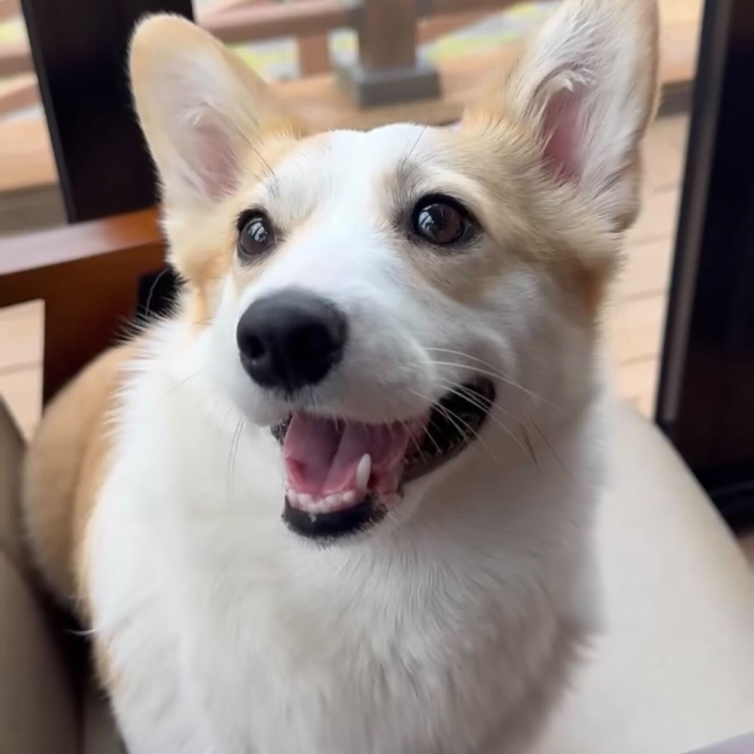 토리