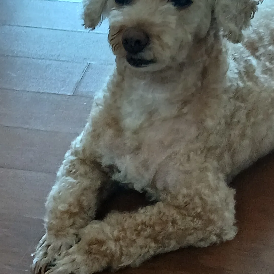 포도