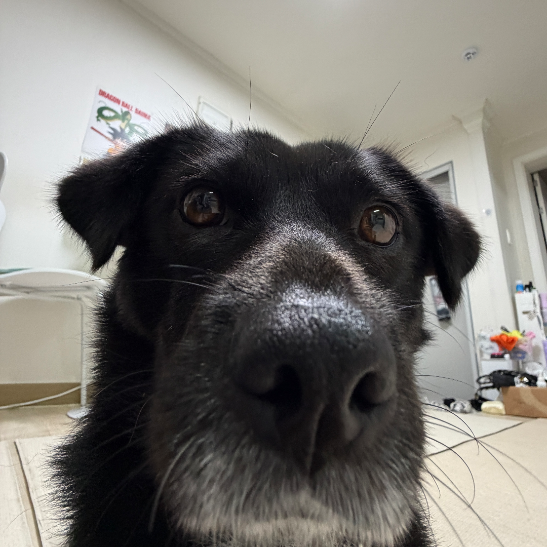 콜라