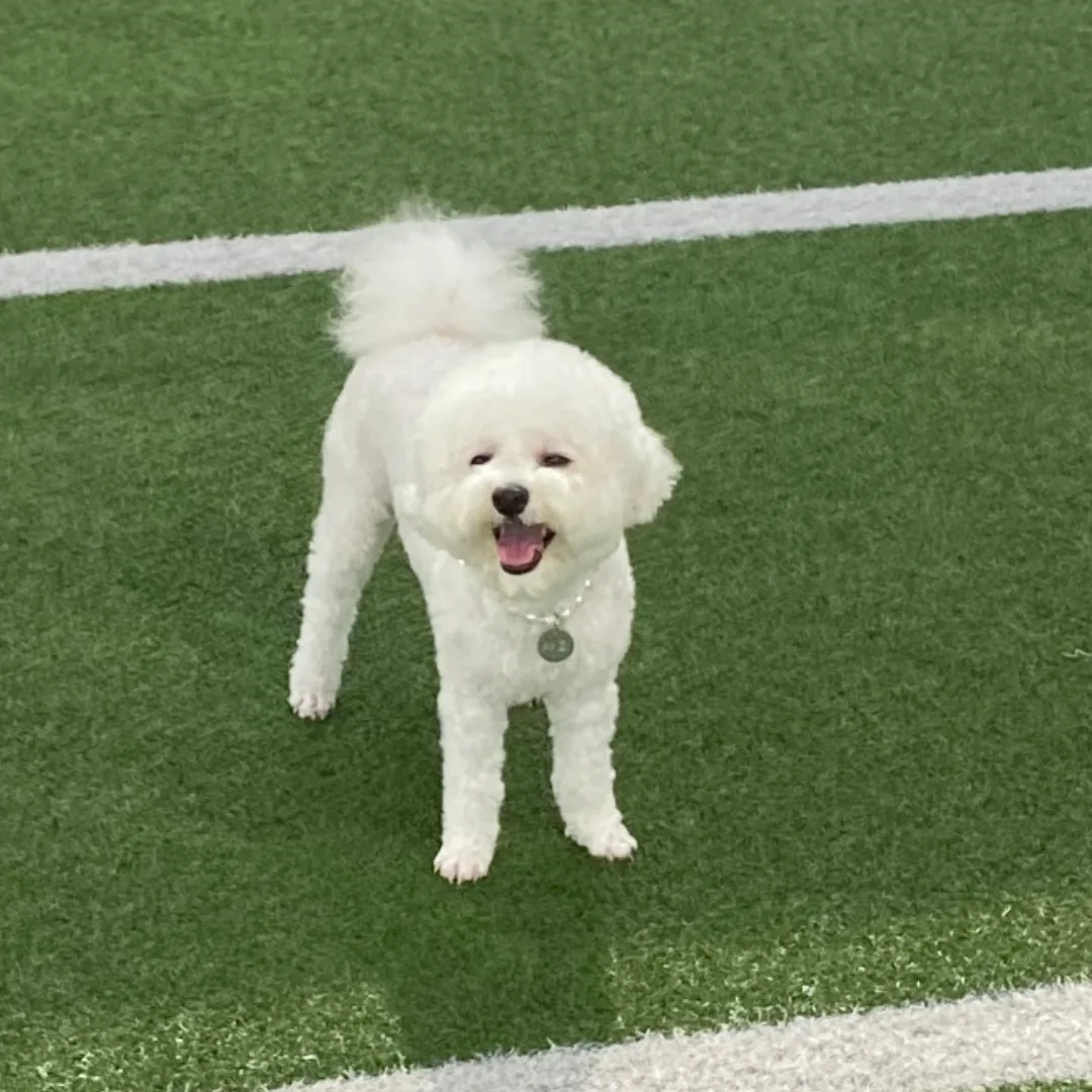 마요