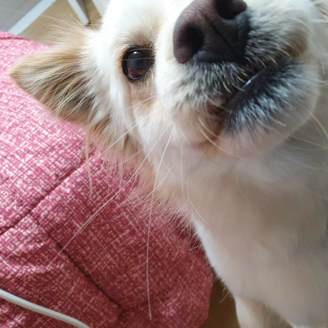 아롱빵