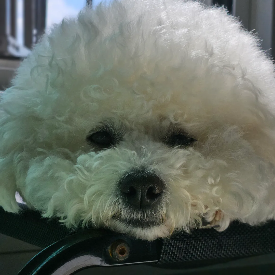 우숑